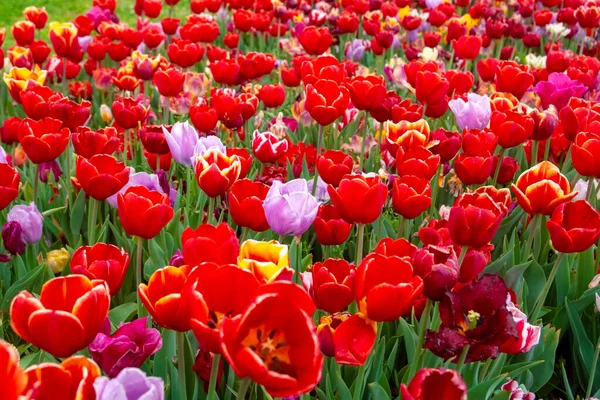 Bunte Blumenbeete Während Des Jährlichen Tulpenfestes April Istanbul — Stockfoto