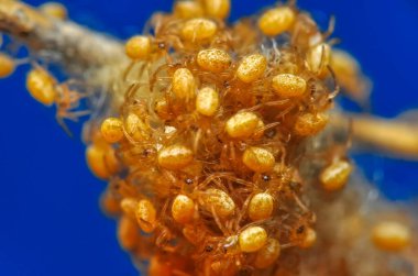 Örümcek ağındaki güzel örümcek 