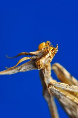 Bir çift güzel Avrupa peygamberdevesi (Mantis religiosa )