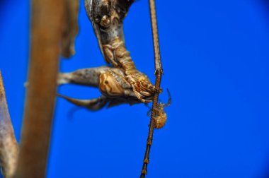 Bir çift güzel Avrupa peygamberdevesi (Mantis religiosa )