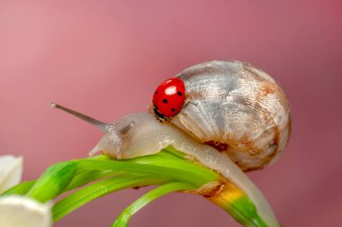 Bahçedeki güzel salyangozu kapat.