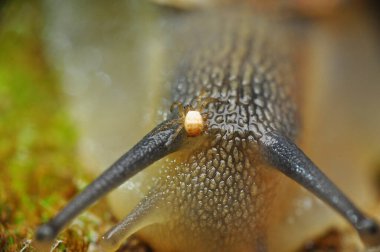 Bahçedeki güzel salyangozu kapat.