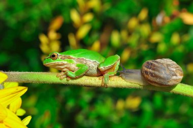 Güzel Avrupa Ağaç Kurbağası Hyla Arborea 