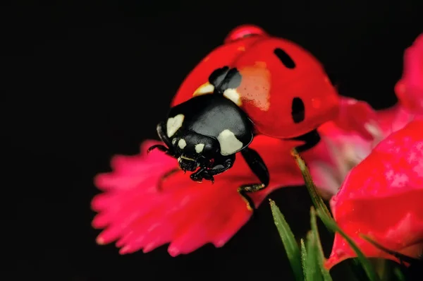 Schöne Marienkäfer Auf Blatt Defokussiert Hintergrund — Stockfoto