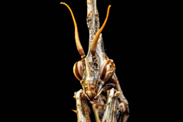 Κοντινό Πλάνο Του Ζεύγους Beautiful European Mantis Mantis Religiosa — Φωτογραφία Αρχείου