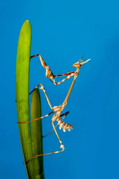 Großaufnahme Von Zwei Schönen Gottesanbeterinnen Mantis Religiosa — Stockfoto