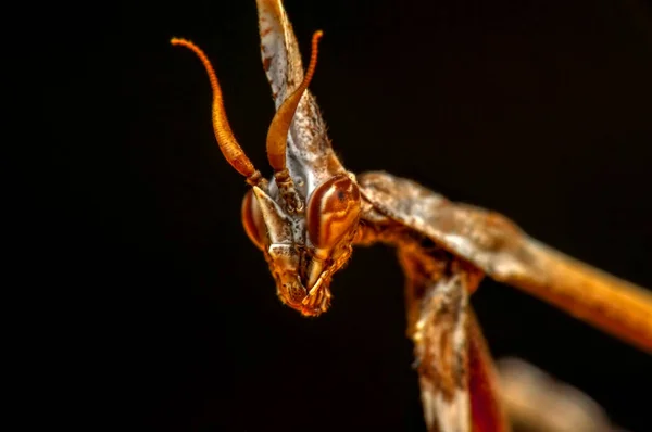 Gros Plan Paire Belle Mante Européenne Mantis Religiosa — Photo