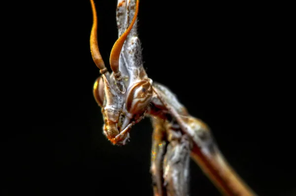 Großaufnahme Von Zwei Schönen Gottesanbeterinnen Mantis Religiosa — Stockfoto