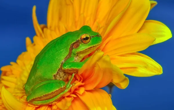 Beautiful Europaean Tree Frog Hyla Arborea — Stock Photo, Image