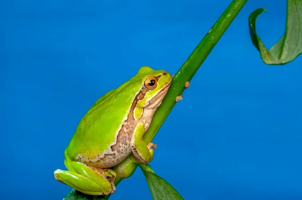 Hermosa Rana Árbol Europa Hyla Arborea —  Fotos de Stock