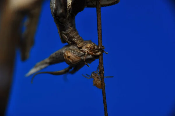 Κοντινό Πλάνο Του Ζεύγους Beautiful European Mantis Mantis Religiosa — Φωτογραφία Αρχείου