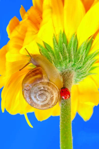 Close Bela Caracol Jardim — Fotografia de Stock