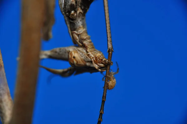 Gros Plan Paire Belle Mante Européenne Mantis Religiosa — Photo