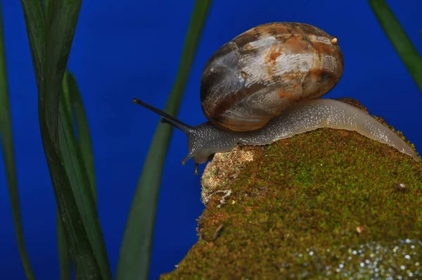 Close Beautiful Snail Garden — Stock Photo, Image