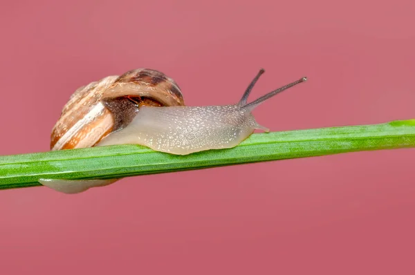 Fermer Belle Escargot Dans Jardin — Photo