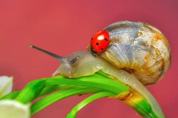 Fermer Belle Escargot Dans Jardin — Photo