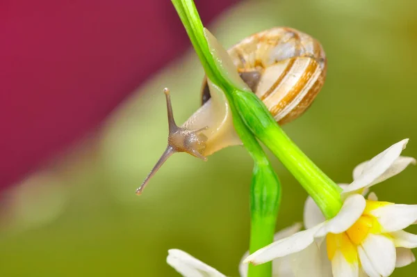 Close Beautiful Snail Garden — Stock Photo, Image
