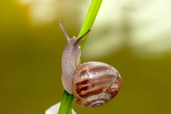 Close Bela Caracol Jardim — Fotografia de Stock