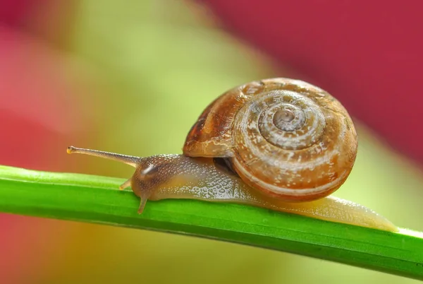 Close Bela Caracol Jardim — Fotografia de Stock