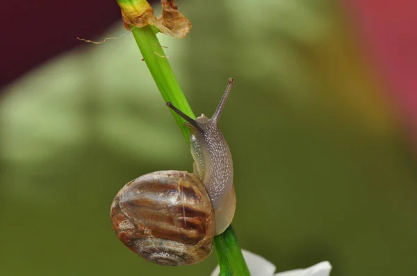 Close Beautiful Snail Garden — Stock Photo, Image