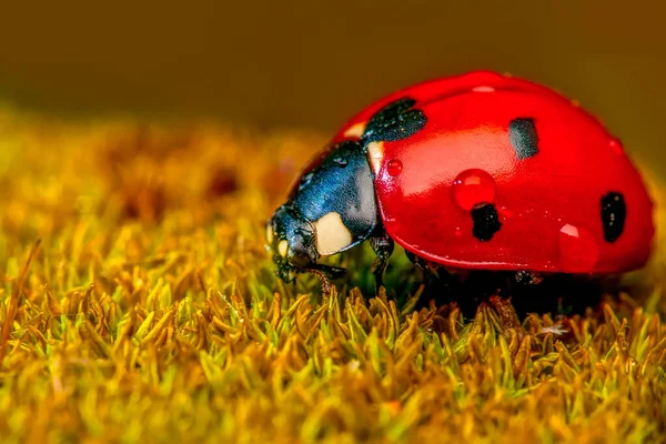 Schöne Marienkäfer Auf Blatt Defokussiert Hintergrund — Stockfoto