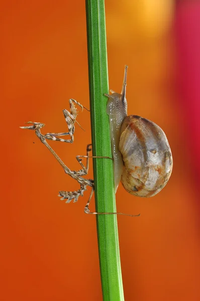 Close Beautiful Snail Garden — Stock Photo, Image