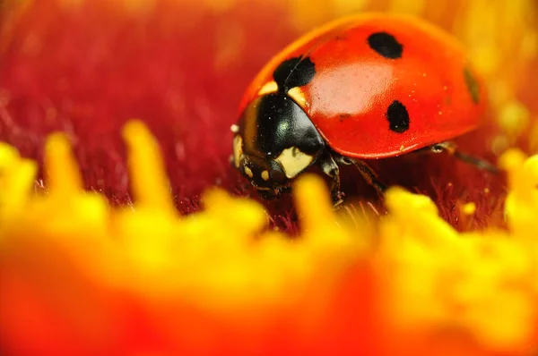 Belle Coccinelle Sur Fond Déconcentré Feuilles — Photo