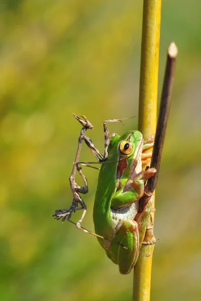 Piękna Żaba Drzewna Europaean Hyla Arborea — Zdjęcie stockowe