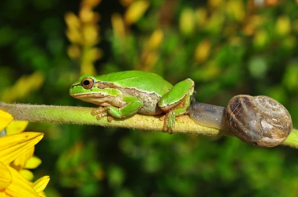 Güzel Avrupa Ağaç Kurbağası Hyla Arborea — Stok fotoğraf