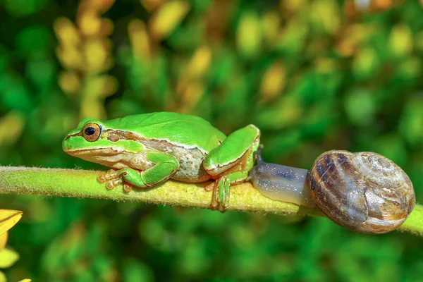 Européia Bonita Hyla Arborea — Fotografia de Stock