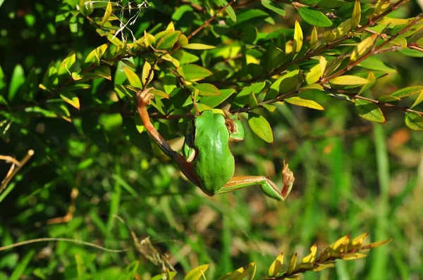 Prachtige Europaese Boomkikker Hyla Arborea — Stockfoto