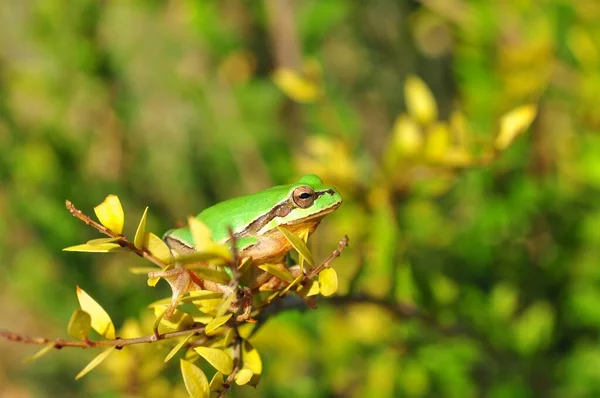 Hermosa Rana Árbol Europa Hyla Arborea —  Fotos de Stock