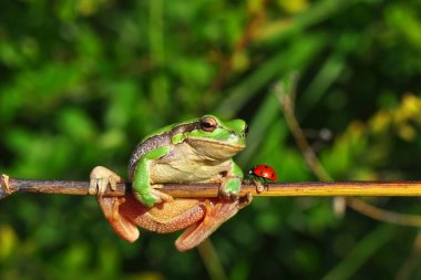 Güzel Avrupa Ağaç Kurbağası Hyla Arborea 