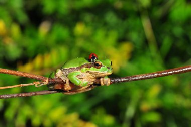 Güzel Avrupa Ağaç Kurbağası Hyla Arborea 