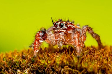 Güzel zıplayan örümceği kapat  