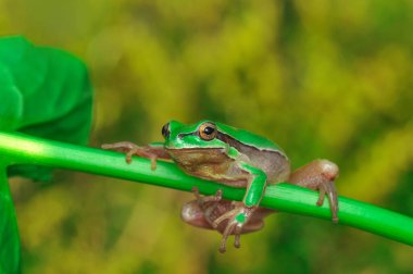 Güzel Avrupa Ağaç Kurbağası Hyla Arborea 