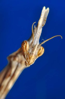 Bir çift güzel Avrupa peygamberdevesi (Mantis religiosa )