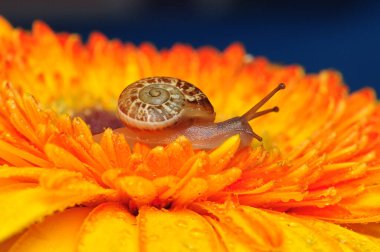 Bahçedeki güzel salyangozu kapat.