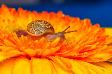 Bahçedeki güzel salyangozu kapat.