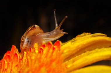 Bahçedeki güzel salyangozu kapat.