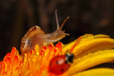 Bahçedeki güzel salyangozu kapat.
