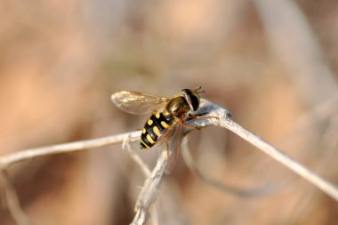 Macro shot of a hoverfly in the garden clipart