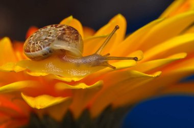 Bahçedeki güzel salyangozu kapat.
