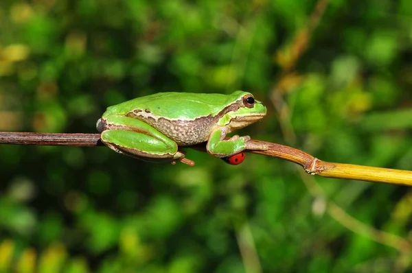 Européia Bonita Hyla Arborea — Fotografia de Stock