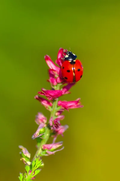 Belle Coccinelle Sur Fond Déconcentré Feuilles — Photo