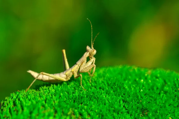 Пара Чудових Європейських Богомолів Mantis Religiosa — стокове фото