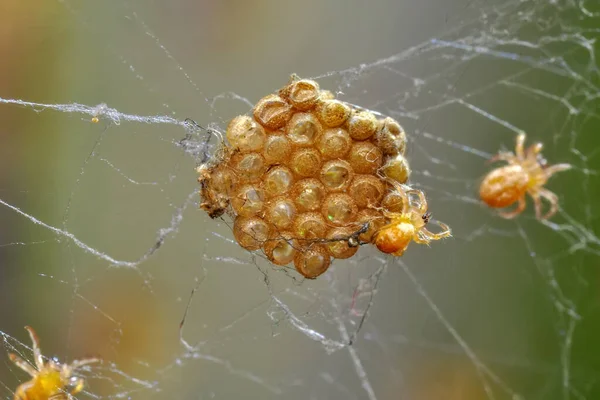 Schöne Baby Spinnen Aus Nächster Nähe — Stockfoto