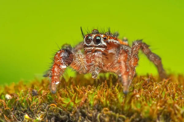 Schöne Springende Spinne Aus Nächster Nähe — Stockfoto