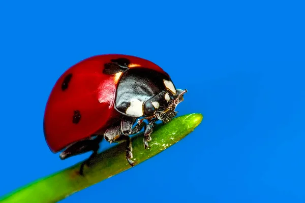 Beautiful Ladybug Leaf Defocused Background — Stock Photo, Image