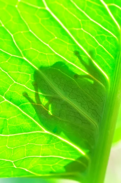 Güzel Avrupa Ağaç Kurbağası Hyla Arborea — Stok fotoğraf